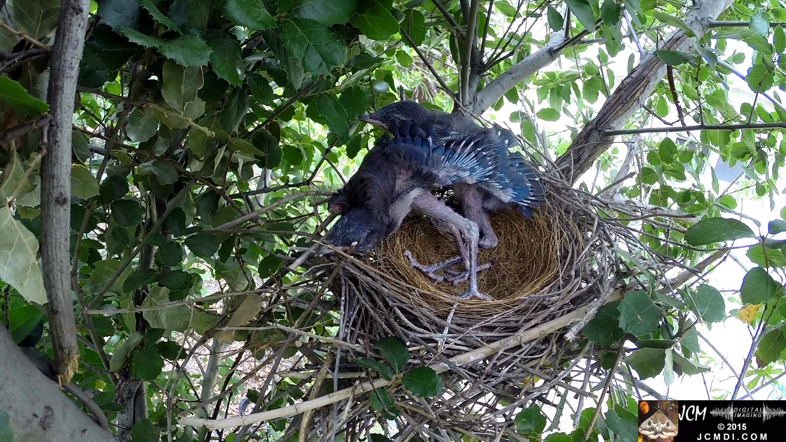 Scrub Jay Documentary chicks stretching